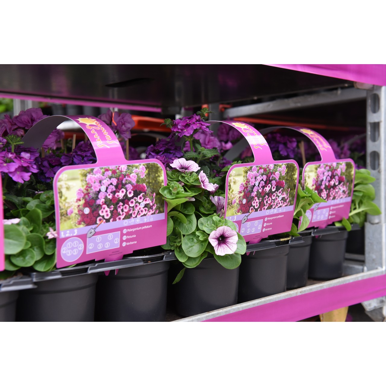 Handle 1,2,3 sunny summer purple (75cm)