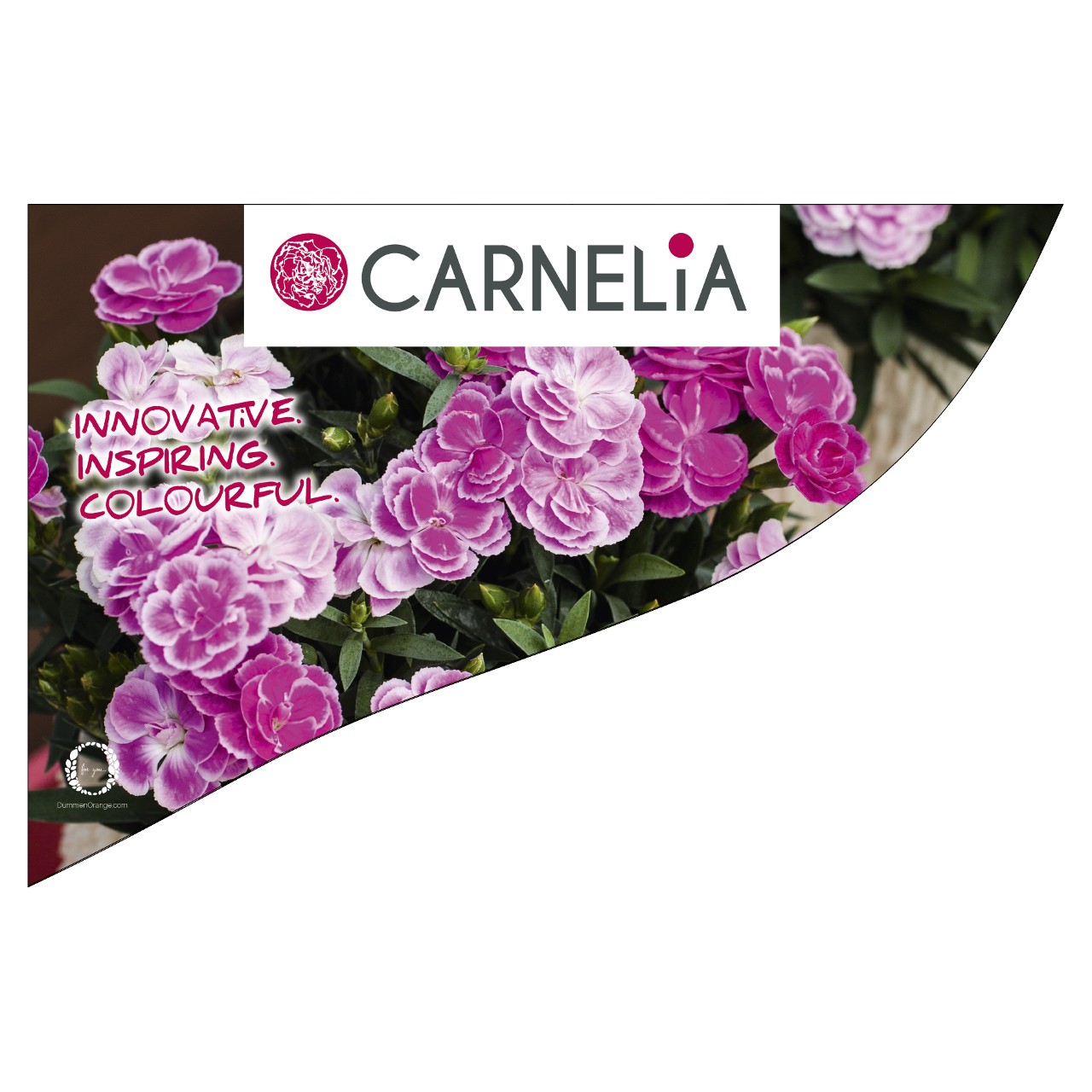 CC-Banner Carnelia 50x35 cm
