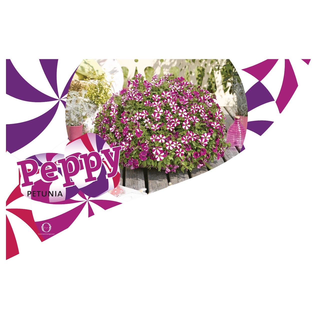 CC-Banner Peppy 50x35 cm